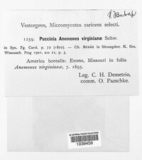 Puccinia anemones image